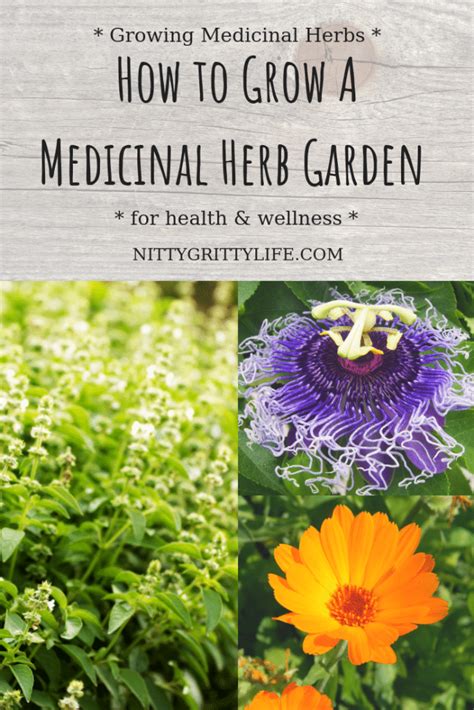 Creating A Medicinal Herb Garden Growing Herbs For Health