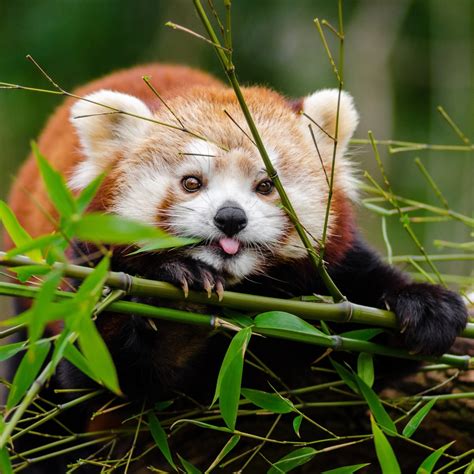 Download Red Panda Animal Pfp