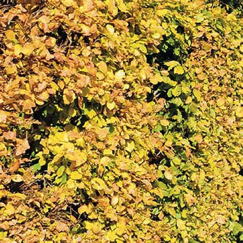 Hedging Pack Beech Fagus Sylvatica Bare Root Trees X 10 1m Yougarden