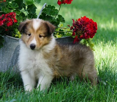 Akc Registered Lassie Collie For Sale Fredericksburg Oh Female Lola