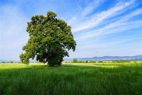 A Lone Tree In A Green Field Stock Photo Image Of Lines Landscape