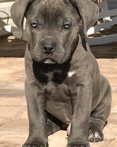 Get a boxer, husky, german shepherd, pug, and more on kijiji gorgeous litter of 14 pups born on 29th of november ready to go soon ( 6 puppies left ) male and female available. San Rocco Cane Corso Puppies For Sale