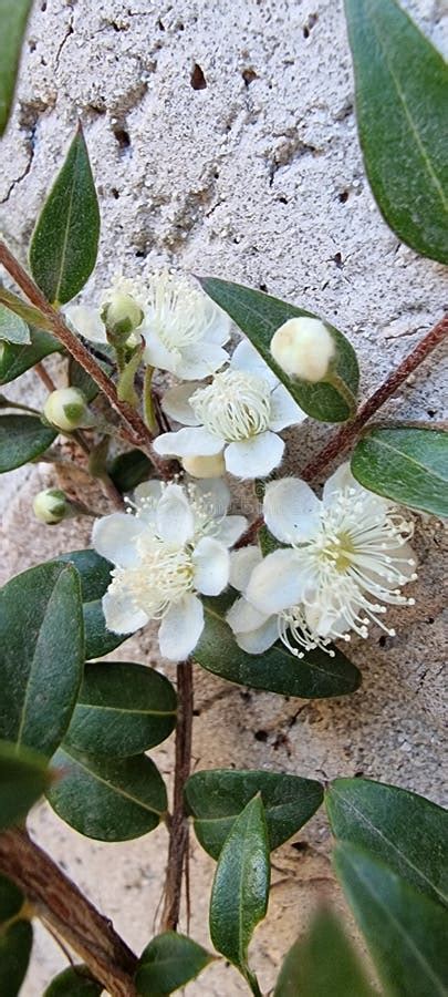 Midgim Berry Flower Australian Native Bush Stock Photo Image Of Leaf