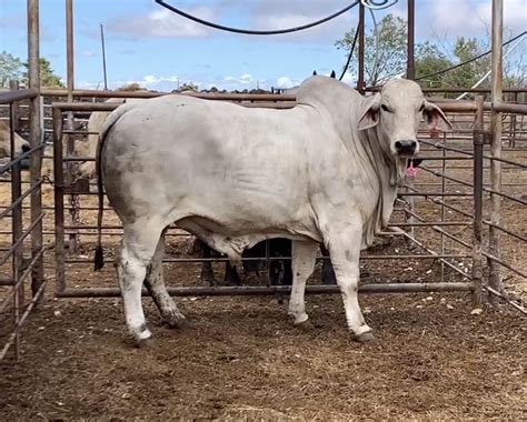 Gray Brahman Bull 22907 Ribear Cattle Co