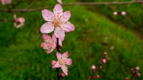 Peach Blossoms In Spring Background And Picture For Free Download Pngtree