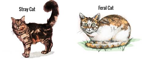 Feral Vs Stray Cats Meaning What Is A Feral Cat