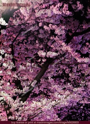 Sakura Cherry Blossom At Night Stock Photo Mxi26933