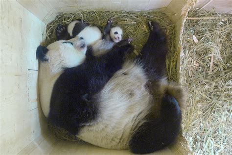 Panda Zwillinge In Schönbrunn öffnen Die Augen Gmxch
