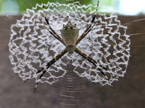 The Spiders That Decorate Their Own Webs Kuriositas