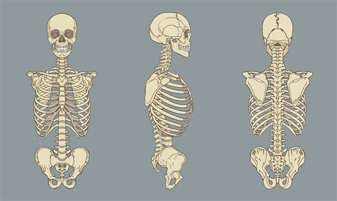 Ilustracion Torso Esqueleto Humano Esqueleto Humano Vector De Stock