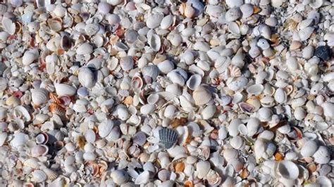 12 Best Shelling Beaches In Florida Shell Beach Florida
