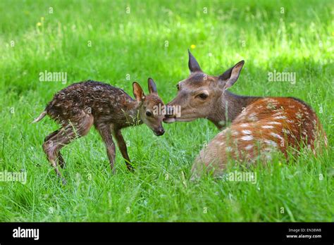 Sika Deer Cervus Nippon Doe With Newborn Fawn Captive Bavaria