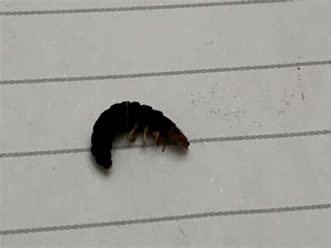 Larva Of A Beetle Pest Control Canada