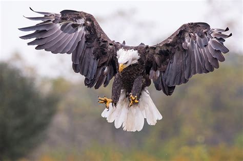Bald Eagle Landing Photograph By Phoo Chan