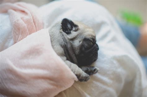 Check out our pug puppies selection for the very best in unique or custom, handmade pieces from our shops. Newborn Pug Puppies, Daisy Baby Photography, Northern Virginia Photographer, Pet Photographer ...