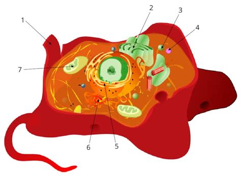 Orgánulos Celulares Parte I Organelos Membranosos