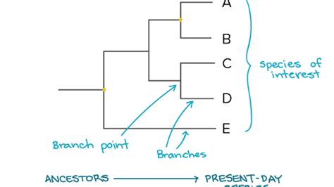 Describe How A Branching Tree Diagram Is Organized Alonso Has Oneill