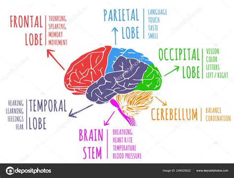 Illustration Humans Brain Function Lobe Stock Photo By ©supercic 249025622