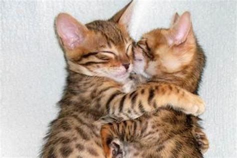 43 Photos Of Catsyou Will Miss These Adorable Hugging