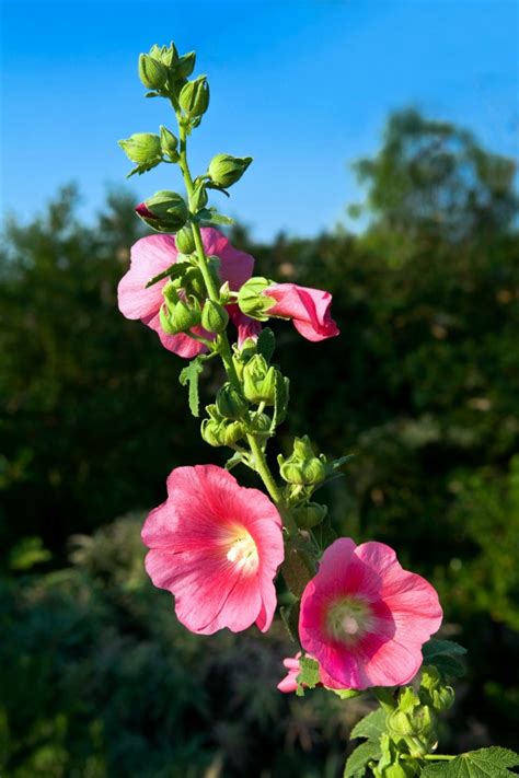 Growing Hollyhock Thriftyfun