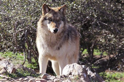 Strong Alaskan Gray Wolf Photograph By Michael Peak