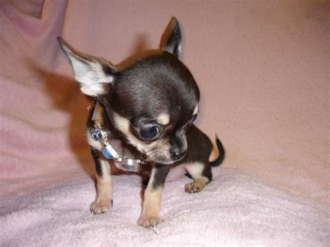 43 Chihuahua Puppies For Sale In Oh Image Bleumoonproductions