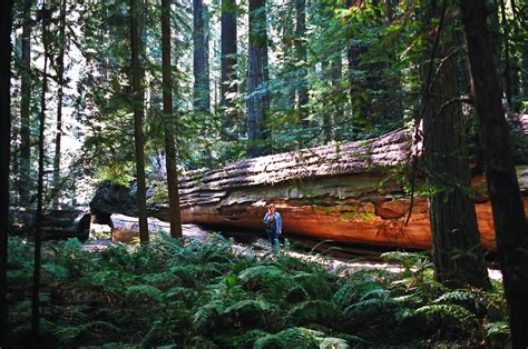 Unforeseen River Fallen Giant Redwood