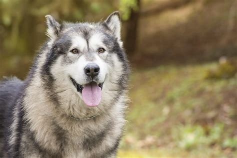 American Alsatian Breed Guide Is This The Ultimate Wolf Dog Perfect