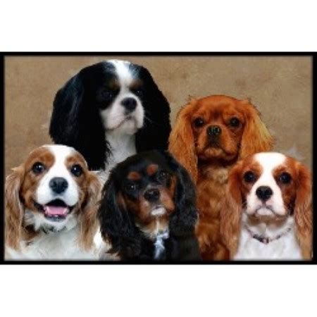 Cavaliers have an even temper, and a sweet, gentle face with big, round eyes. S B Cavaliers , Cavalier King Charles Spaniel Breeder in ...