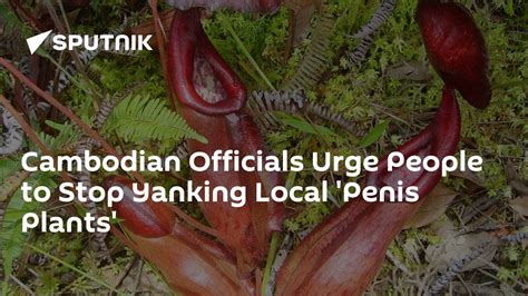 Cambodian Officials Urge People To Stop Yanking Local Penis Plants 18052022 Sputnik