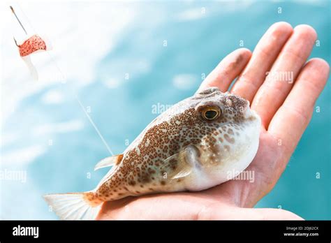 Japanese Puffer Fish Hi Res Stock Photography And Images Alamy