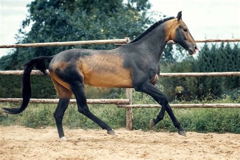 Equine 411 All About The Akhal Teke