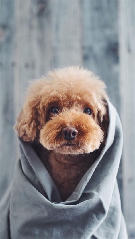 Super Cute Pet Dog Mobile Wallpaper Dog，phone Wallpaper，pet Dog Cute