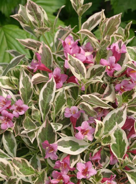 Many flower colors and foliage types available, browse our online catalog and save! My Monet® - Weigela florida | Proven Winners