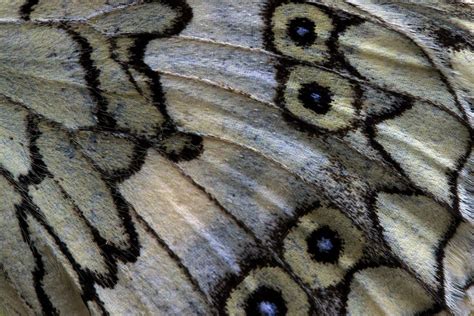 Stunning Close Up Shots Of Butterfly Wings