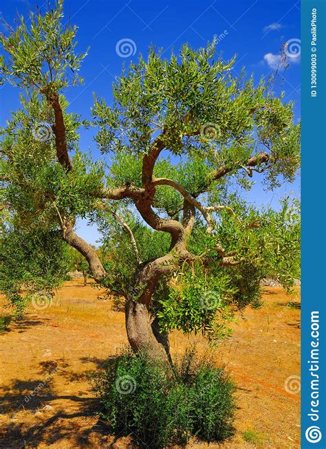 Ancient Olive Trees Of Salento Apulia Southern Italy Stock Image