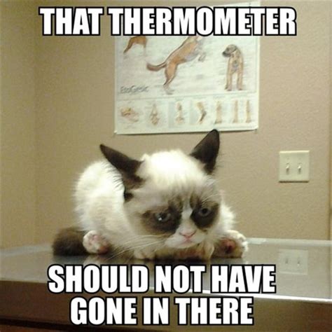 Wednesdays Funny Pictures 90 Pics Funny Grumpy Cat Memes Grumpy