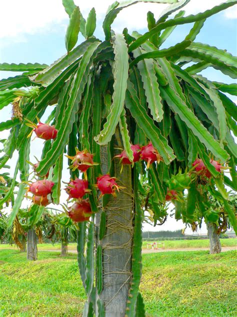 Fruit Processing Plant Of Dragonfruit Herbs And Food Recipes