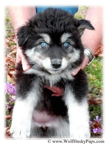 Wolf Hybrid Puppies For Sale Check Us Out Wolf Hybrid Puppy For Sale In Las Vegas Nv