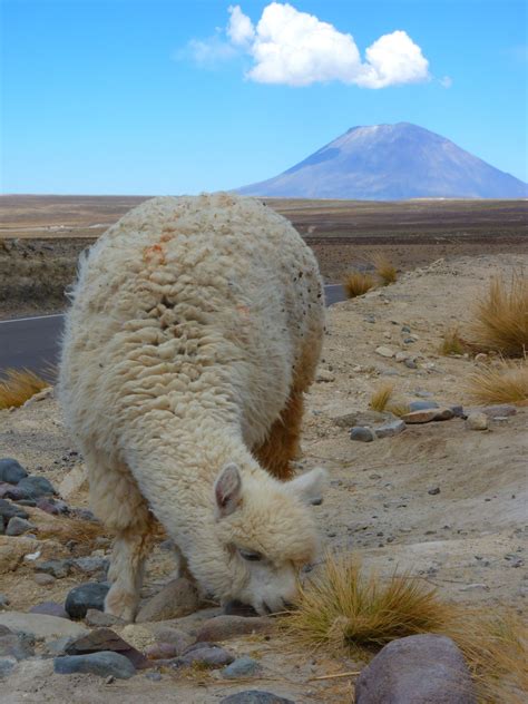 Free Images Wildlife Grazing Sheep Fauna Peru Alpaca Grassland
