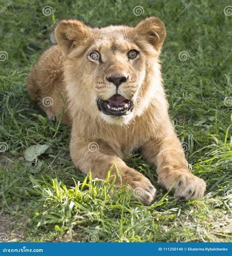 Lionet With Open Mouth On The Grass Stock Photo Image Of Mouth