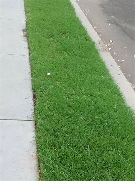 The Greenest Section Of City Grass Ive Seen On A Residential Street