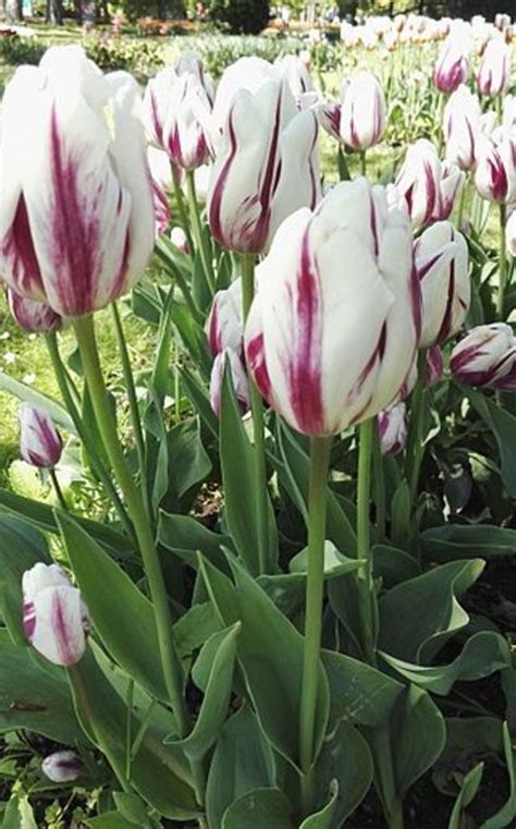 What Are Rembrandt Tulips Dengarden