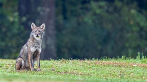 Coyotes In Rock Creek Park Dc Maryland And Virginia
