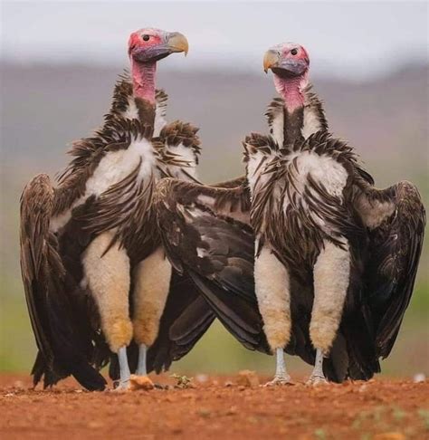 Two Lappet Faced Vultures Showing Off Their Version Of Leggings 9GAG