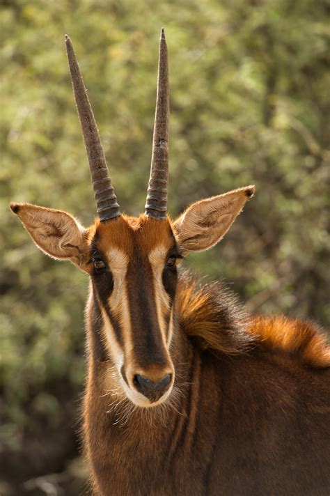 Sable Antelope Out Of Africa Wildlife Park