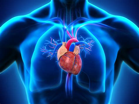 Human Heart Anatomy Apda