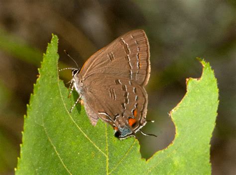 Banded Hairstreak Alabama Butterfly Atlas