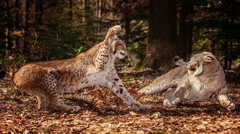 Download Animal Lynx Hd Wallpaper