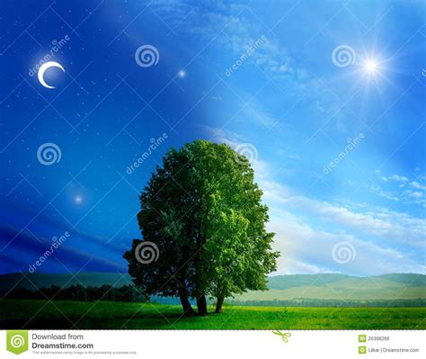 Day And Night Tree Stock Photo Image Of Magical Beautiful 26398266